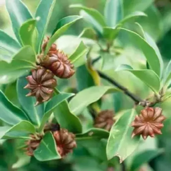 Star_Anise_(Illiciales_Species)