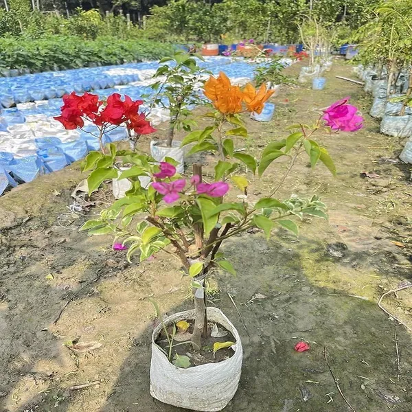 Multigrafted_Bougainvellia_Flower_Plant_(5_Colours)