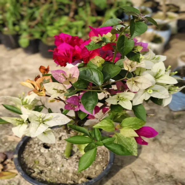 Multigrafted_Bougainvellia_Flower_Plant_(5_Colours)