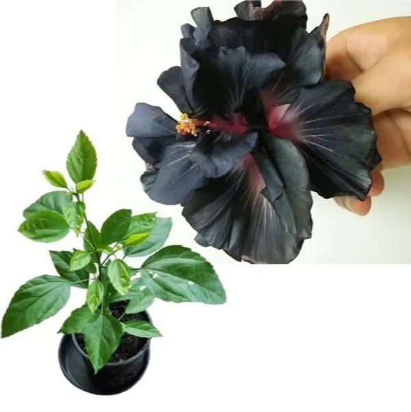 Exotic_Black_Colour_Grafted_Hibiscus_Flower_Plant