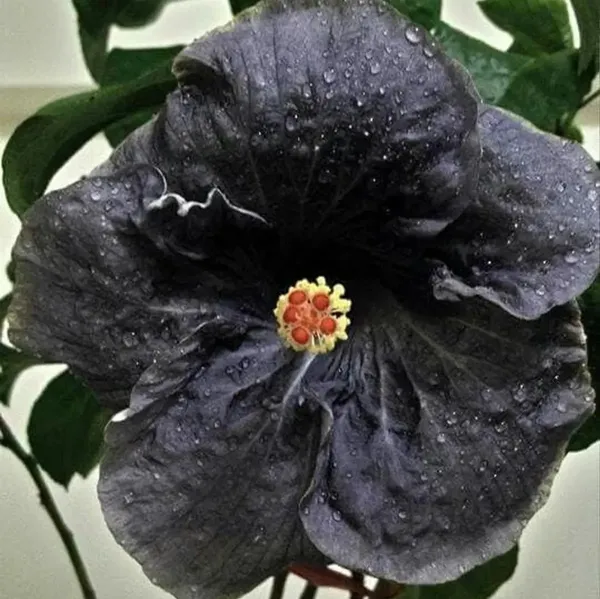 Exotic_Black_Colour_Grafted_Hibiscus_Flower_Plant