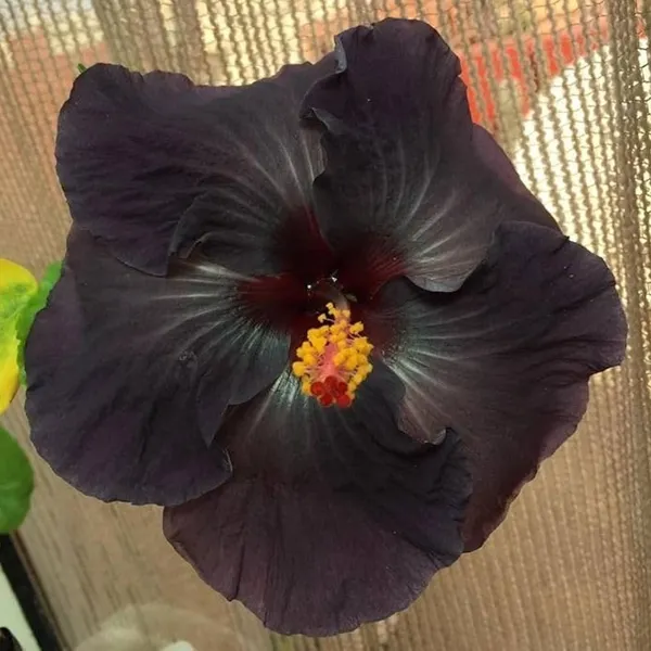 Exotic_Black_Colour_Grafted_Hibiscus_Flower_Plant