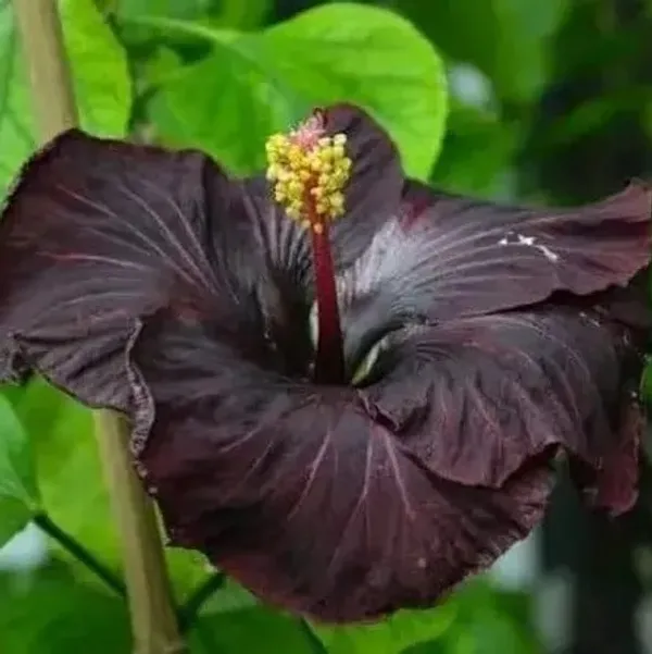 Exotic_Black_Colour_Grafted_Hibiscus_Flower_Plant