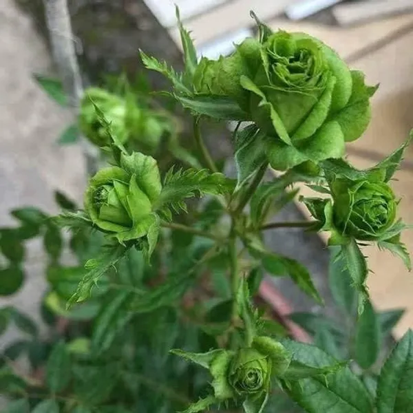 Exotic_Green_Rose_Hybrid_Flower_Plant