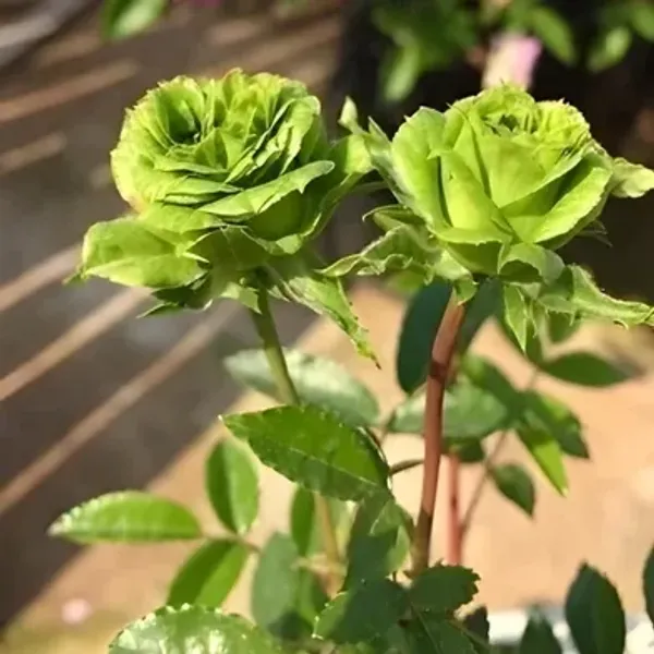 Exotic_Green_Rose_Hybrid_Flower_Plant
