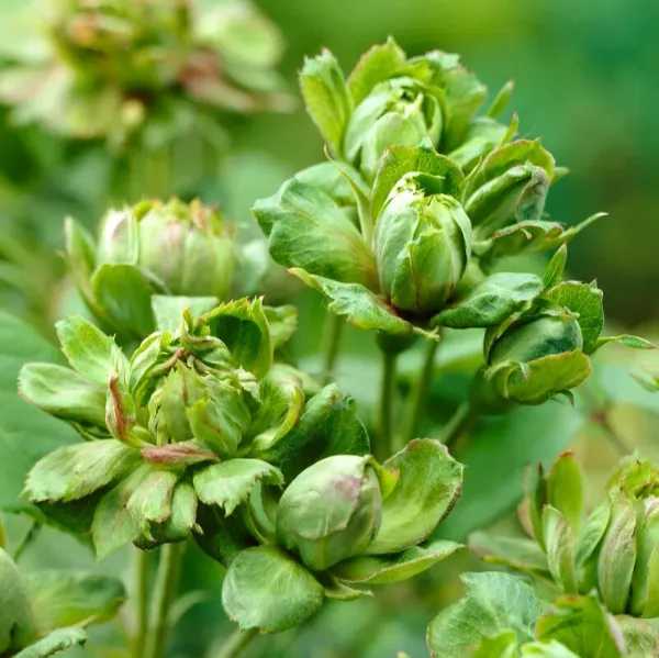 Exotic_Green_Rose_Hybrid_Flower_Plant
