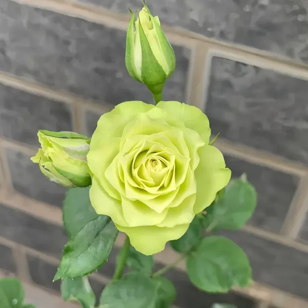 Exotic_Green_Rose_Hybrid_Flower_Plant