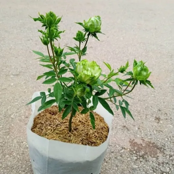 Exotic_Green_Rose_Hybrid_Flower_Plant