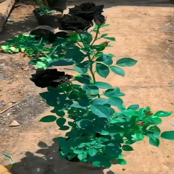 Exotic_Black_Rose_Flower_Plant