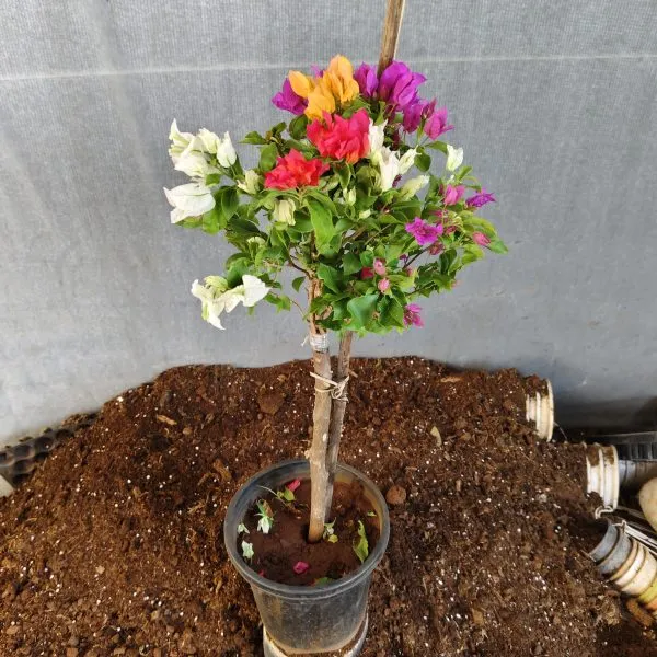 Multigrafted_Bougainvellia_Flower_Plant_(8_Colours)