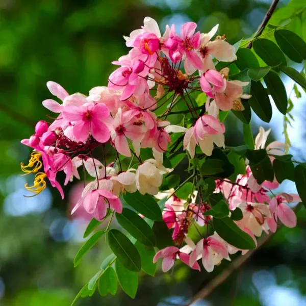 Pink_Shower__(Cassia_Javanica)_Flowers_Plant