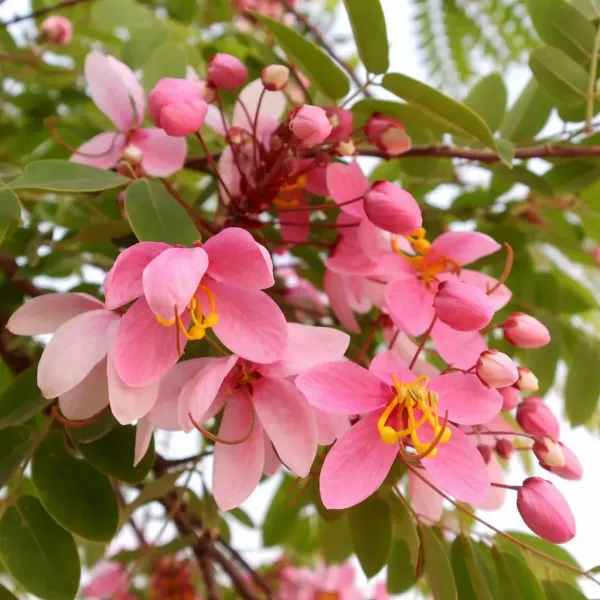 Pink_Shower__(Cassia_Javanica)_Flowers_Plant