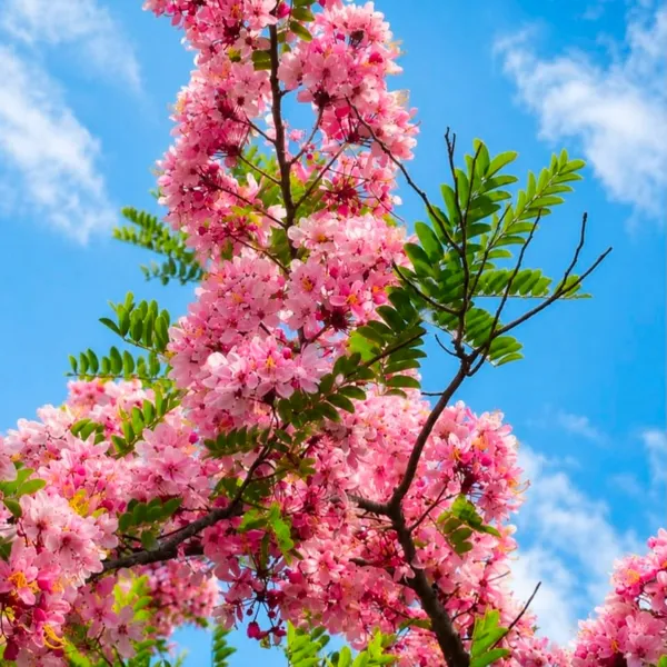 Pink_Shower__(Cassia_Javanica)_Flowers_Plant