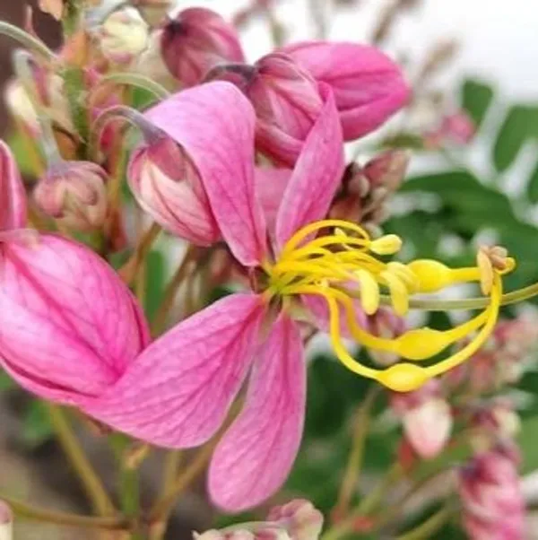 Pink_Shower__(Cassia_Javanica)_Flowers_Plant