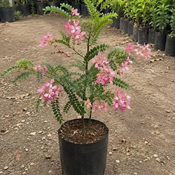 Pink_Shower__(Cassia_Javanica)_Flowers_Plant
