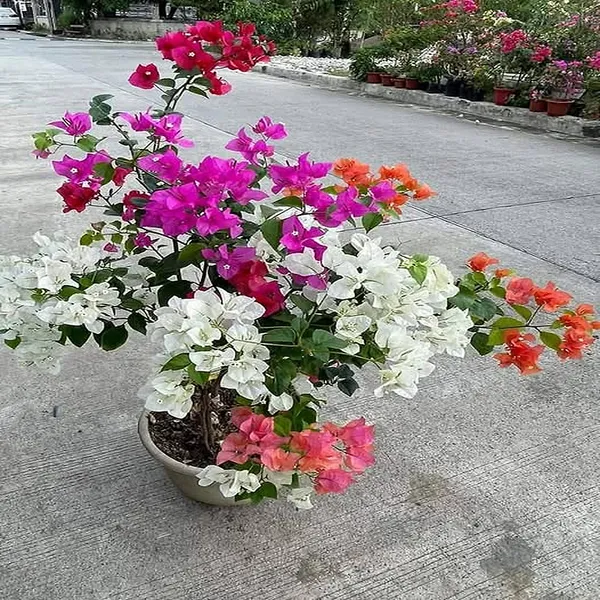 Multigrafted_Bougainvellia_Flower_Plant_(6_Colours)