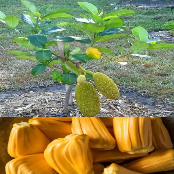 Thai_All_Season_Jackfruit_Panasa_Varikka_Katahal_Chakka_Grafted_Fruit_Plant_(Height_1.5-2_Feet)_Flesh_Organic_Hybrid_Varieties_Fruit_Plant_|_Outdoor