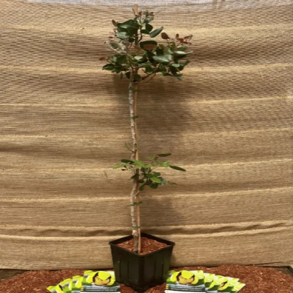 Kerman_Varitey_Pistachio_Grafted_&_Hybrid_Fruit_Plant