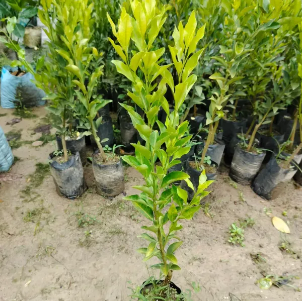 Darjeeling_Orange_Grafted_&_Hybrid_Fruit_Plant_Orange