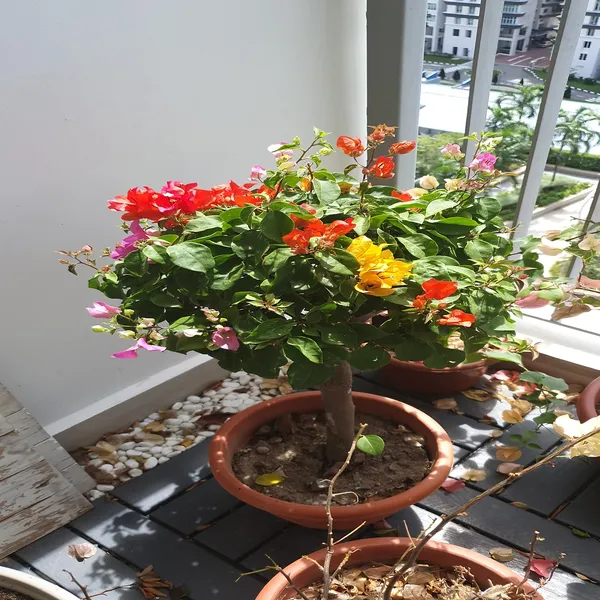 Thai_Multicolour_Bougainvellia_|_Multigrafted_Flower_Plant_(10_Colours)