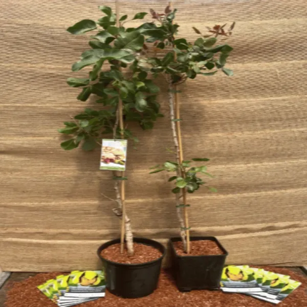 Red_Dwarf_Varitey_Pistachio_Hybrid_&_Grafted_Fruit_Plant