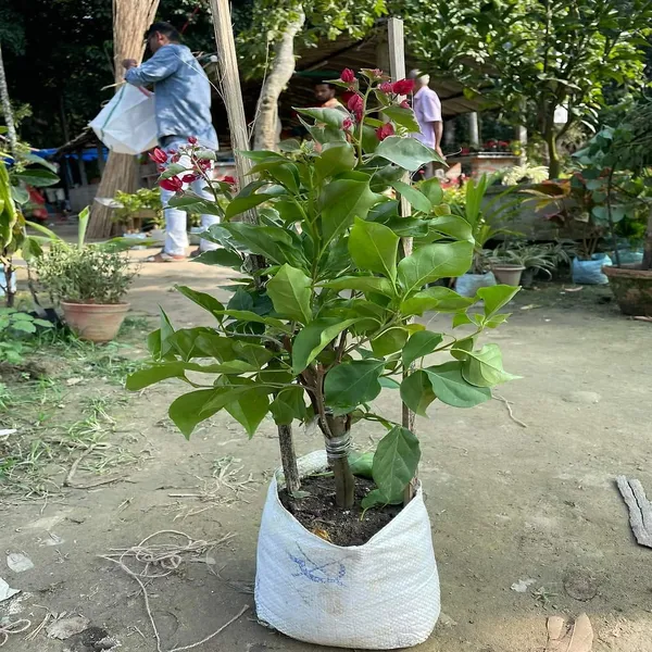 Multigrafted_Bougainvellia_Flower_Plant_(5_Colours)