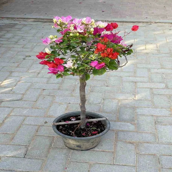 Multigrafted_Bougainvellia_Flower_Plant_(8_Colours)