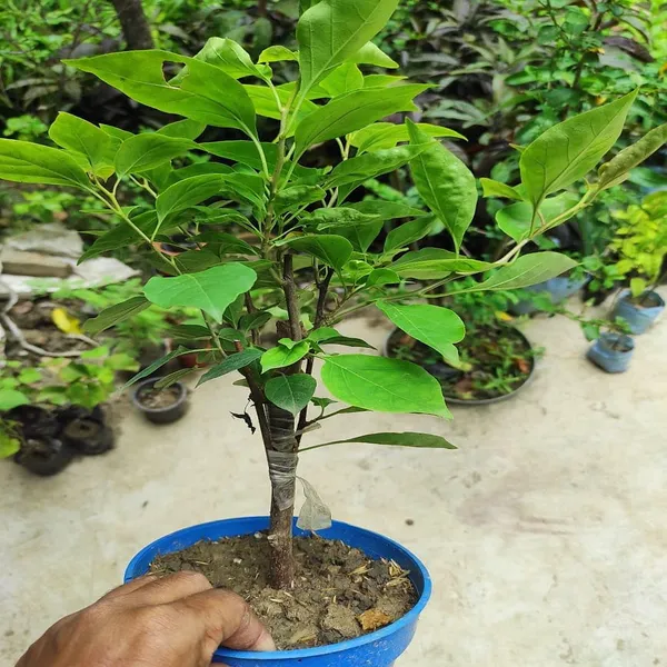 Multigrafted_Bougainvellia_Flower_Plant_(6_Colours)