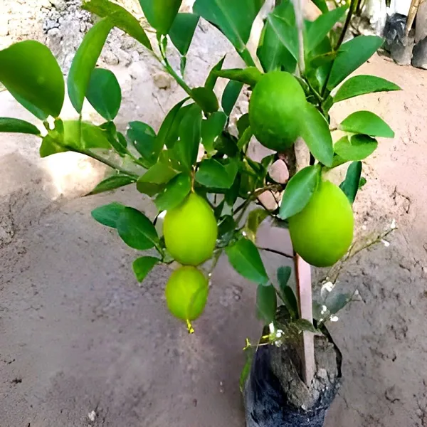 All_Time_Kagaji_Lemon/Nimbu_Fruit_Plant_(Height_1-2_Feet)_Lemon_Orignal_Hybrid_Layering_/_Grafted_Fruit_Plant|_Strong_Tangy_Flavor_|_Home_Garden_Outdoor