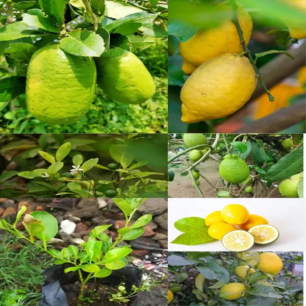 All_Time_Kagaji_Lemon/Nimbu_Fruit_Plant_(Height_1-2_Feet)_Lemon_Orignal_Hybrid_Layering_/_Grafted_Fruit_Plant|_Strong_Tangy_Flavor_|_Home_Garden_Outdoor