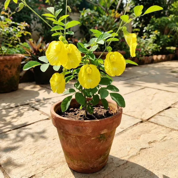 Yellow_Aparajita_Flower_Plant