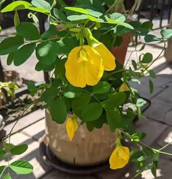 Yellow_Aparajita_Flower_Plant
