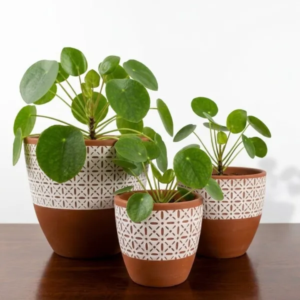 Pack_Of_3_Natural_Terracotta_Plant_Pot_Non_Breakable_|Lightweight_&_Weather_Resistant