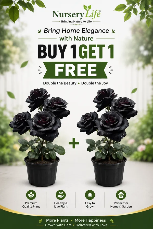Pack_Of_2_Rare_Black_Rose_Flower_Hybrid_Plant__