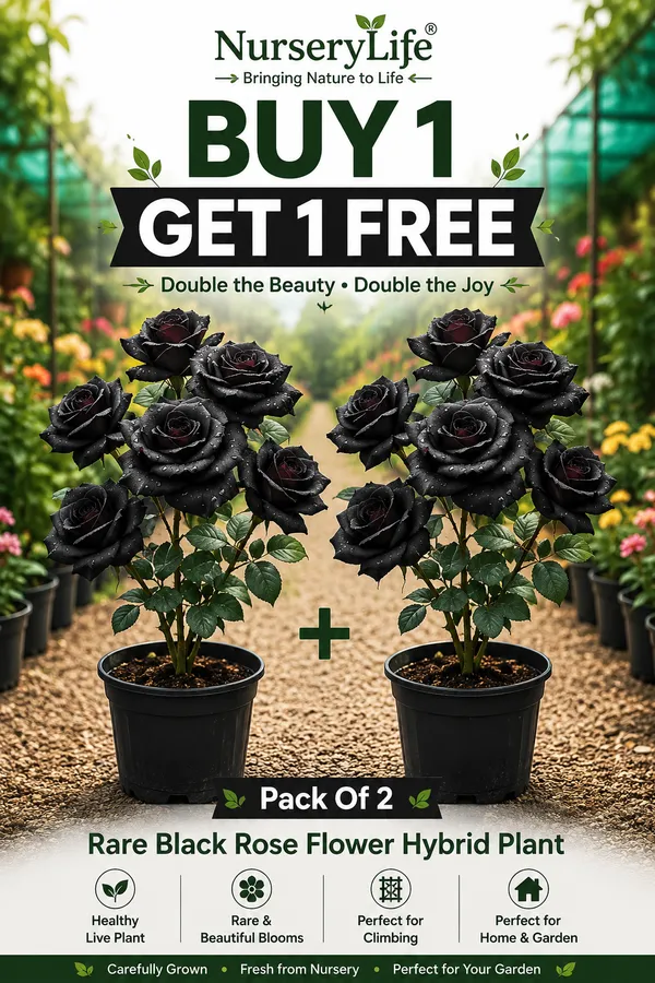Pack_Of_2_Rare_Black_Rose_Flower_Hybrid_Plant__