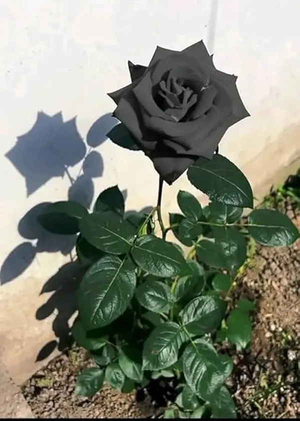Pack_Of_2_Rare_Black_Rose_Flower_Hybrid_Plant__
