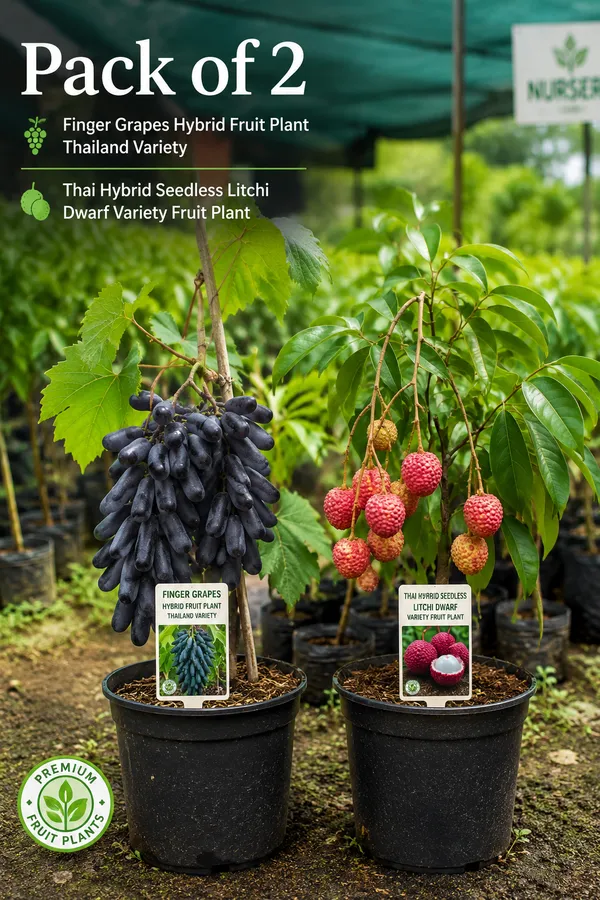 Pack_of_2_Finger_Grapes_Hybrid_Fruit_Plant_Thailand_Variety_+_Thai_Hybrid_Seedless_Litchi_Dwarf_Variety_Fruit_Plant