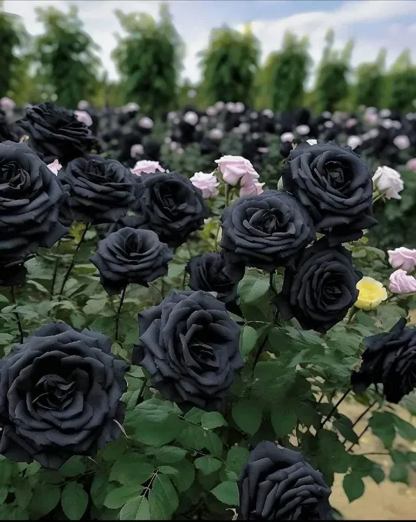 Rare_Black_Rose_Flower_Hybrid_Plant_(Pack_Of_-_1)
