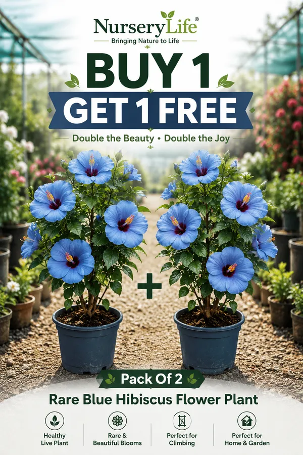 Pack_Of_2_Rare_Blue_Hibiscus_Flower_Plant