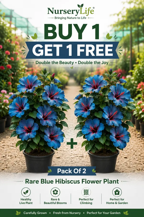 Pack_Of_2_Rare_Blue_Hibiscus_Flower_Plant