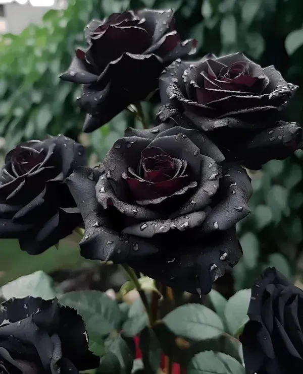 Rare_Black_Rose_Flower_Hybrid_Plant_(Pack_Of_-_1)