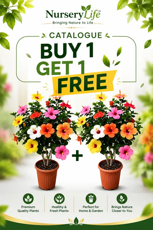 Pack_Of_2_Rare_Variety_Hibiscus_Gudhal_Flowers_Healthy_Plant