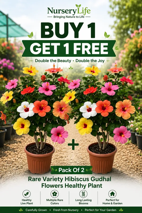 Pack_Of_2_Rare_Variety_Hibiscus_Gudhal_Flowers_Healthy_Plant