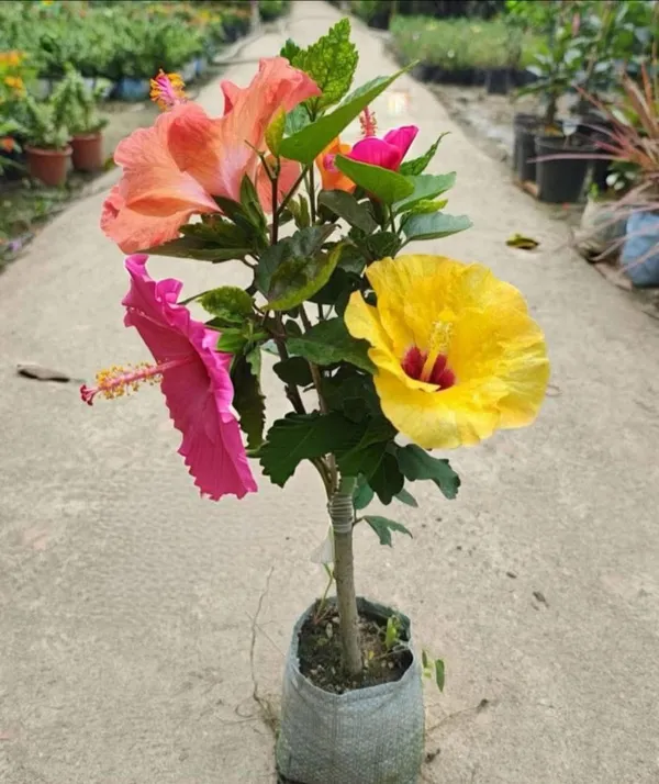 Pack_Of_2_Rare_Variety_Hibiscus_Gudhal_Flowers_Healthy_Plant