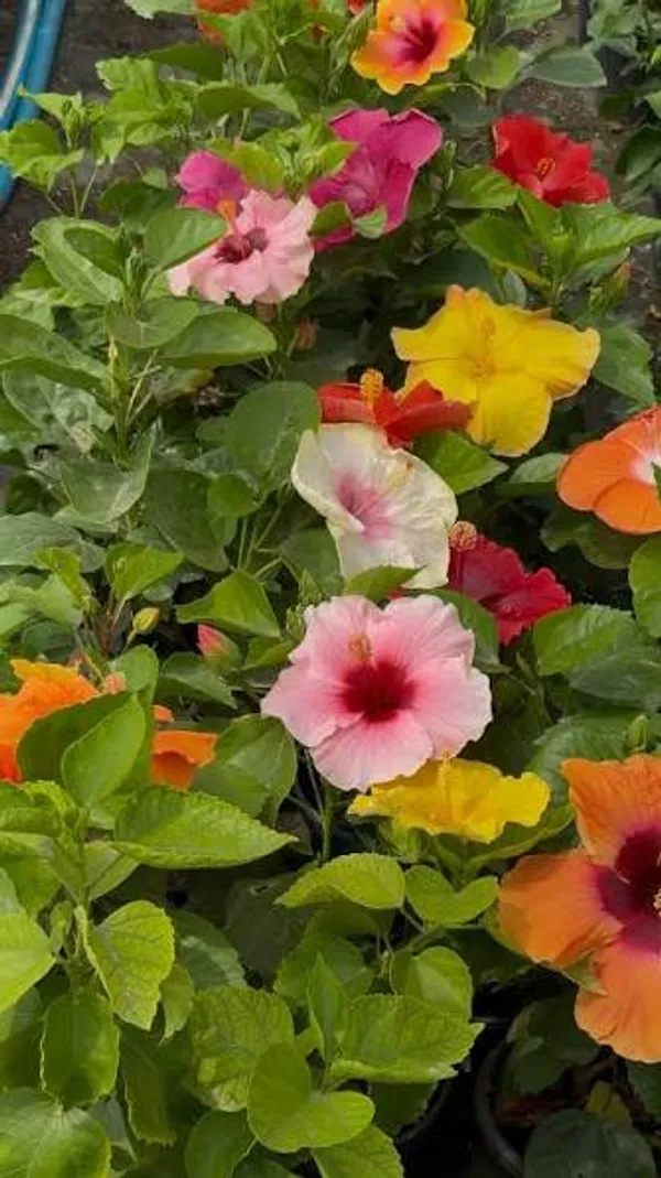 Pack_Of_2_Rare_Variety_Hibiscus_Gudhal_Flowers_Healthy_Plant