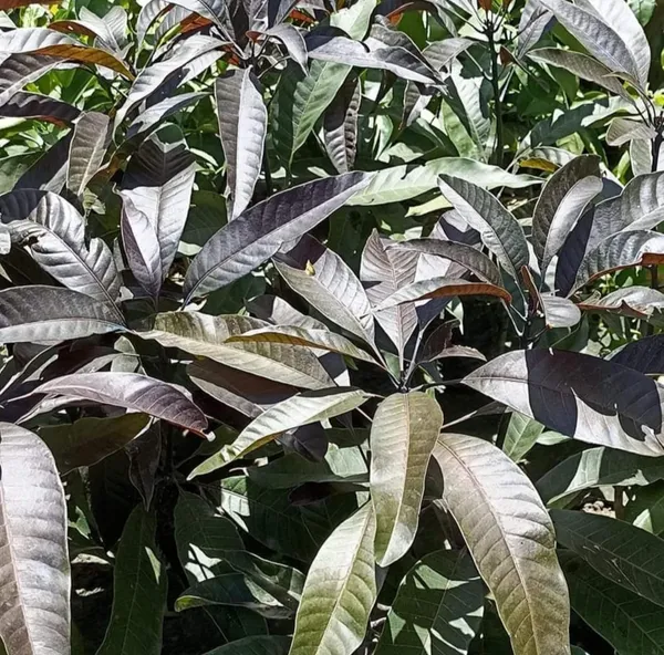Chilly_Lajiao_Mango_Hybrid_Grafted_Fruit_Plant