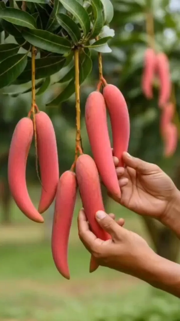 Chilly_Lajiao_Mango_Hybrid_Grafted_Fruit_Plant