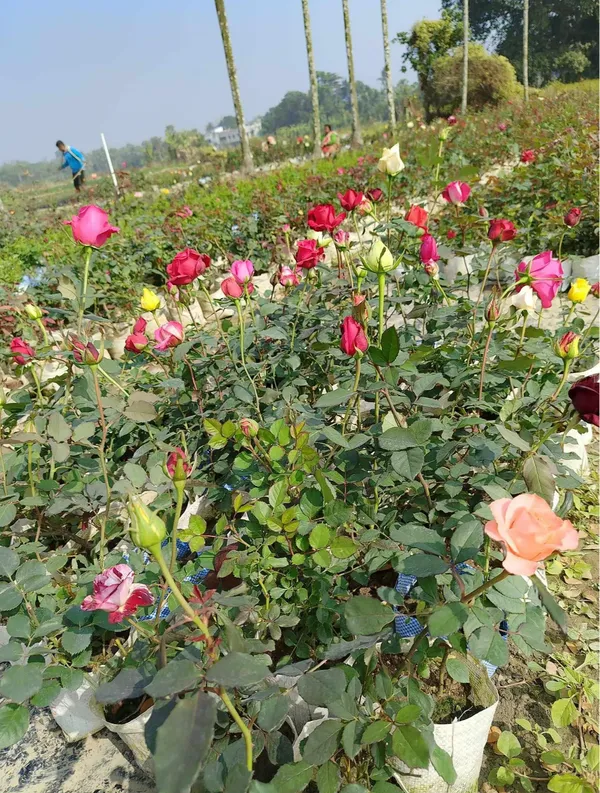 Rare_Multicolour_Rose_Flower_Live_Plant_(_Pack_Of_-_1)