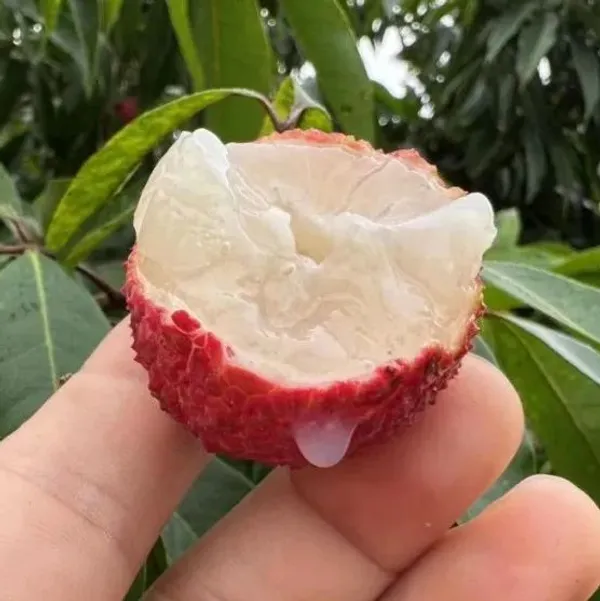 Thai_Hybrid_Seedless_Litchi_Dwarf_Variety_Fruit_Plant