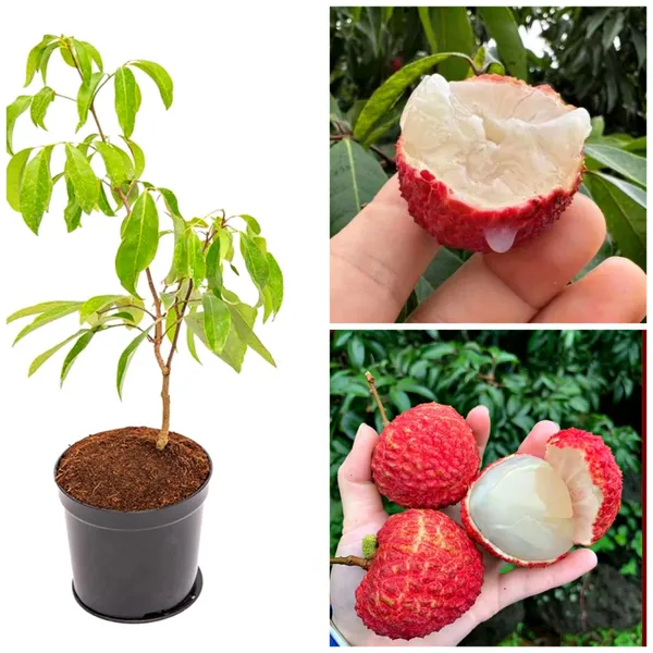 Thai_Hybrid_Seedless_Litchi_Dwarf_Variety_Fruit_Plant